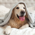 Creating a Pet-Friendly Home: Tips and Ideas