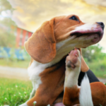 Understanding Your Dog’s Body Language
